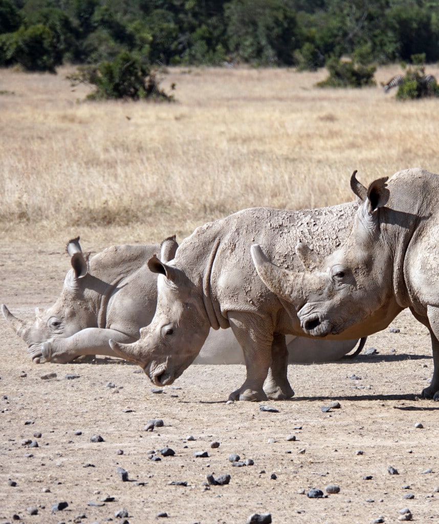 Nashörner in der Ol Pejeta Conservancy auf Fly-In Safari in Kenia