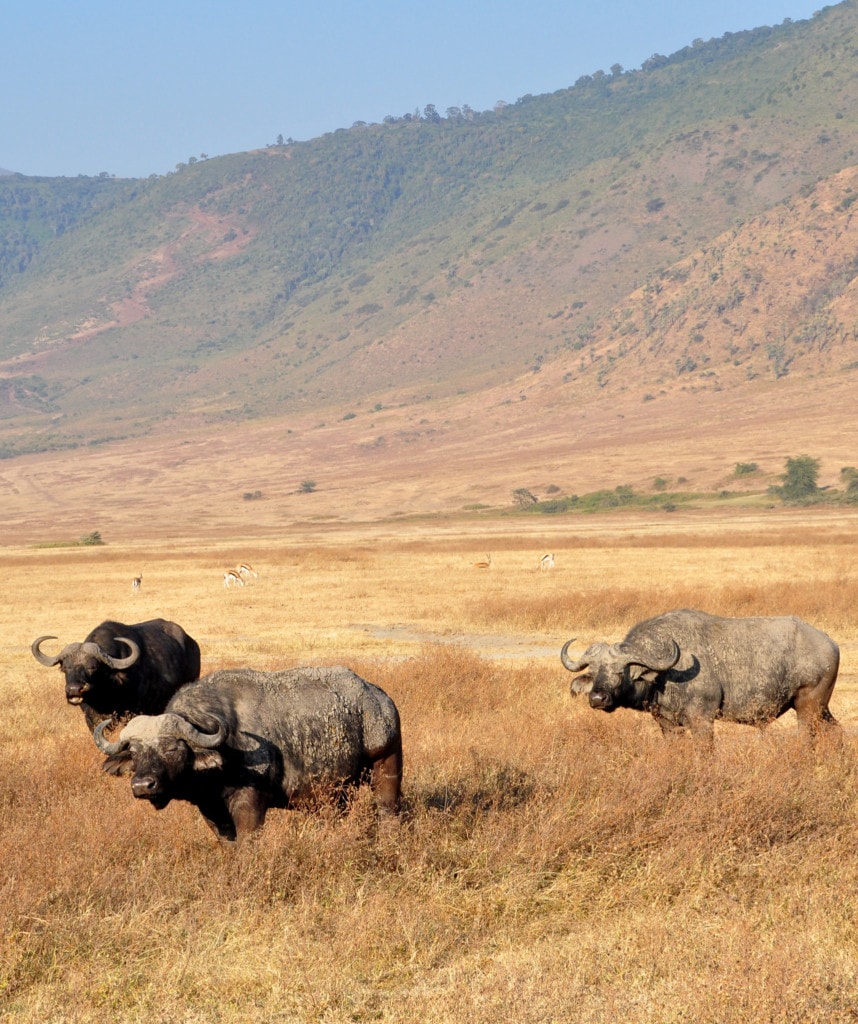 Büffel im Ngorongoro Krater Camping Safari Tansania und Kenia