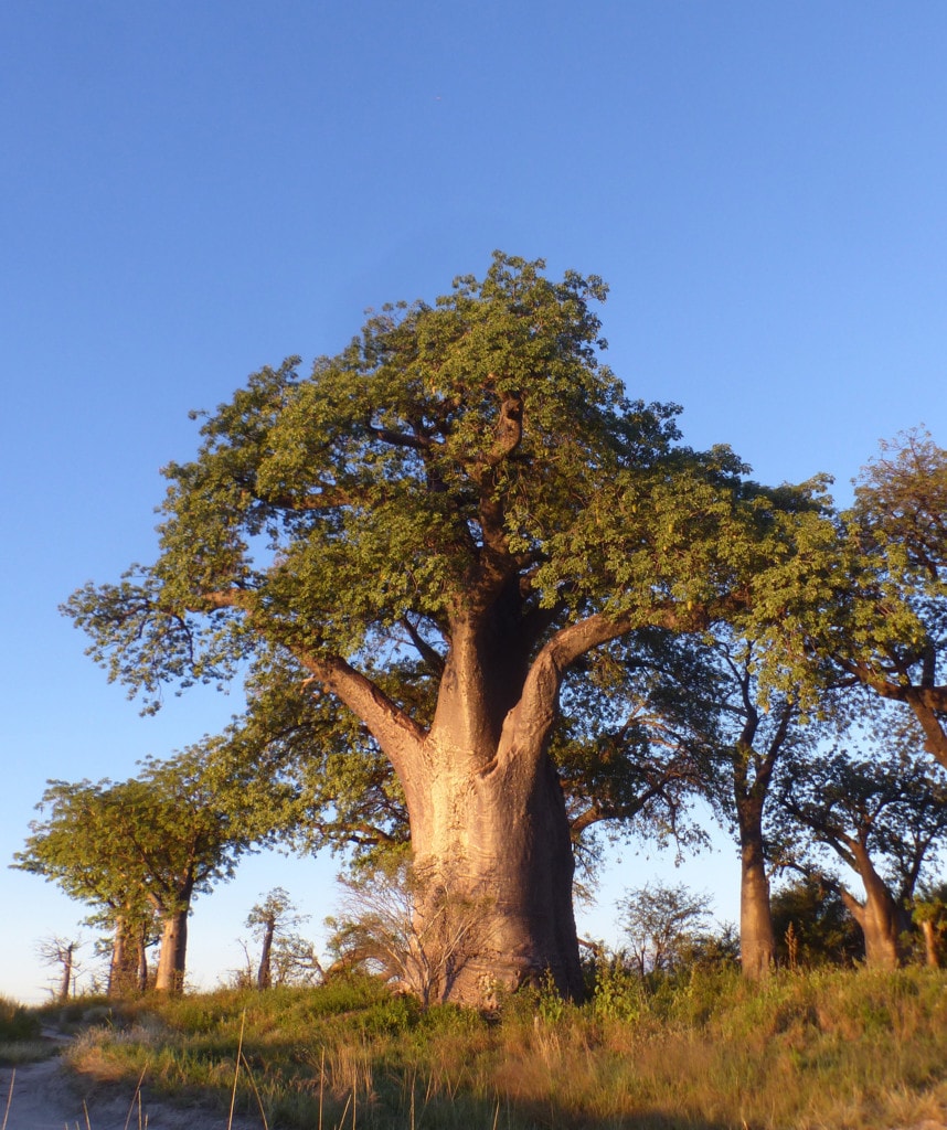 Nxai Pans Baobabs Camping Reise Botswana