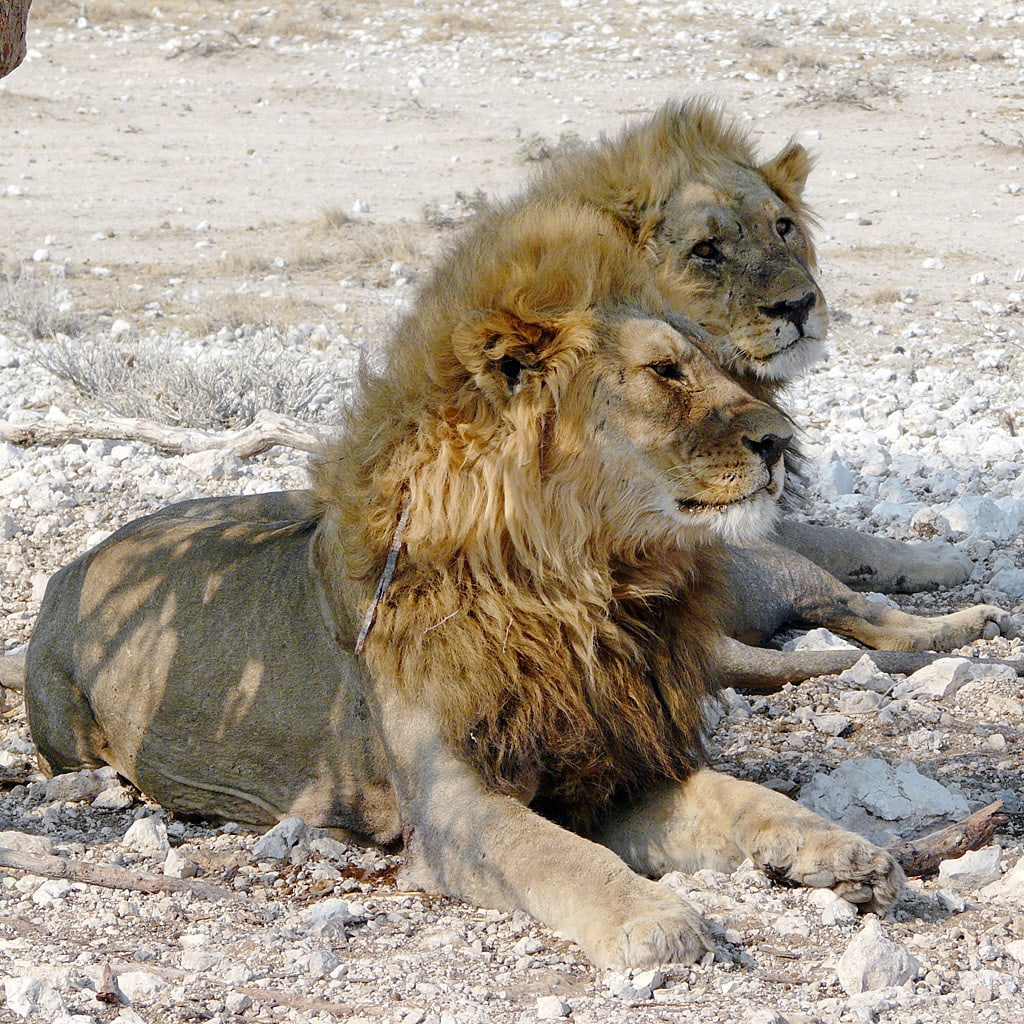 Zwei männliche Löwen auf Rundreise zu den Viktoriafällen und Highlights von Namibia
