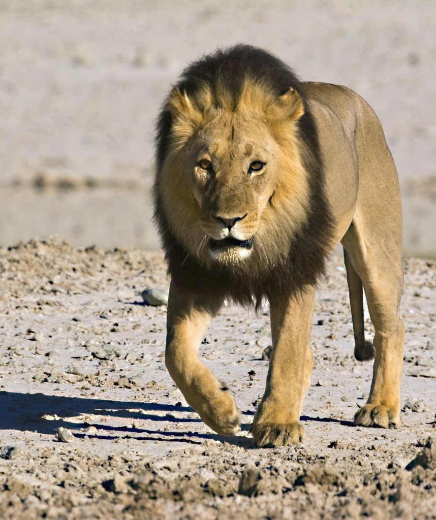 Savuti Region Löwe Botswana Safari