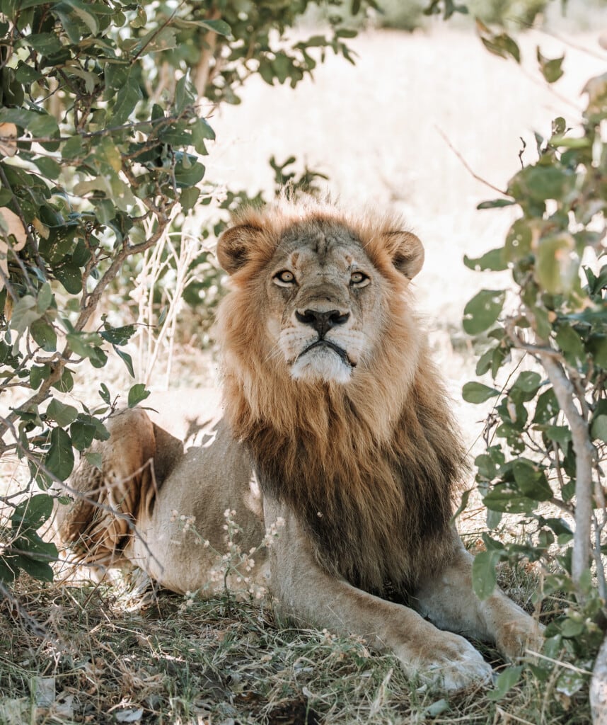 Big Five in der Savuti Region sehen auf Autoreise im Mietwagen durch Botswana
