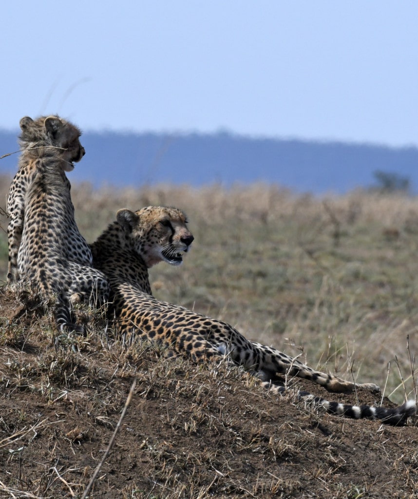 Gepard Serengeti Kenia und Tansania Reise