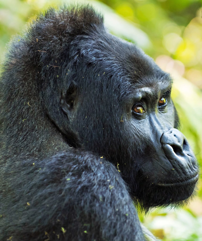 Gorilla Safari Uganda