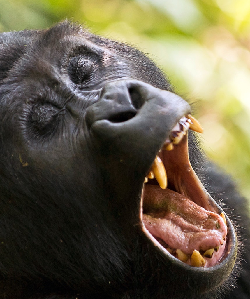 Uganda Reisen Gorilla Trekking