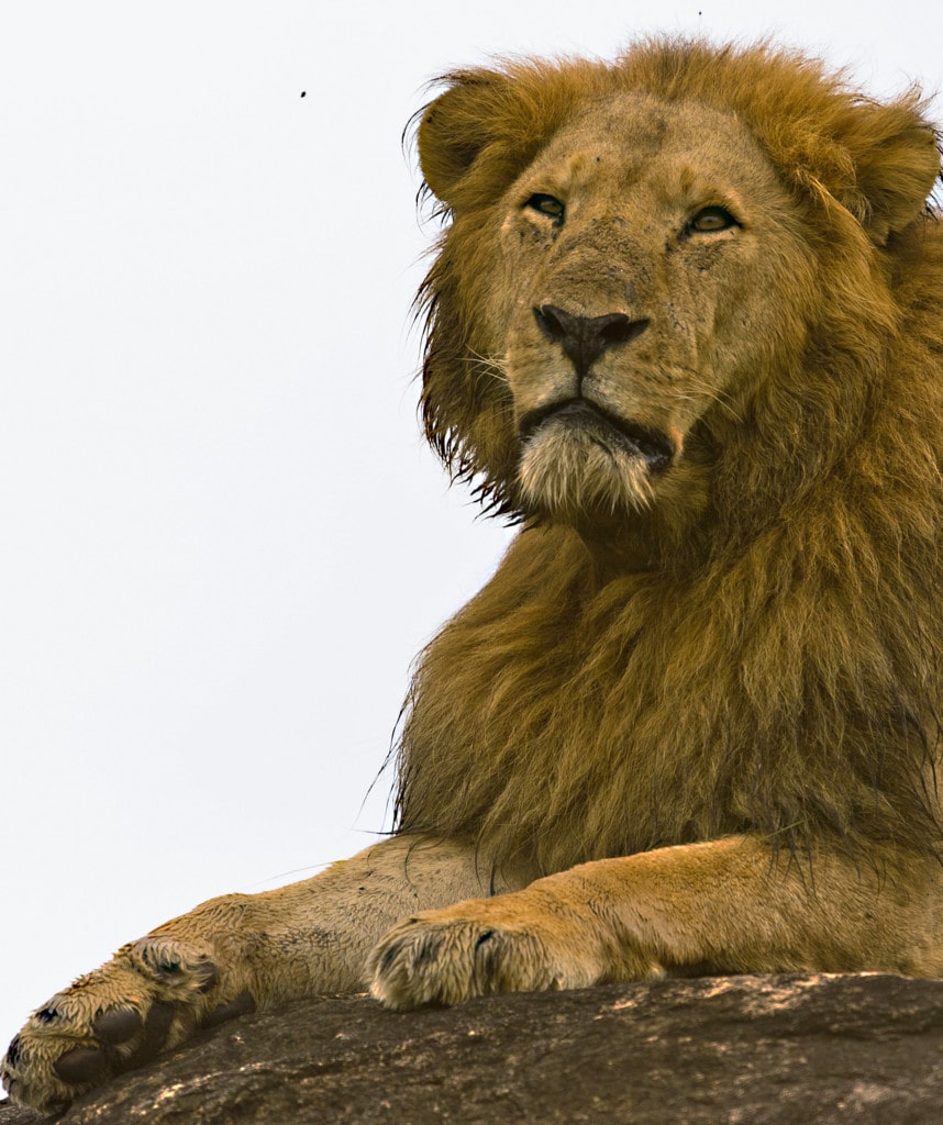 Uganda Safari Queen Elisabeth Loewe