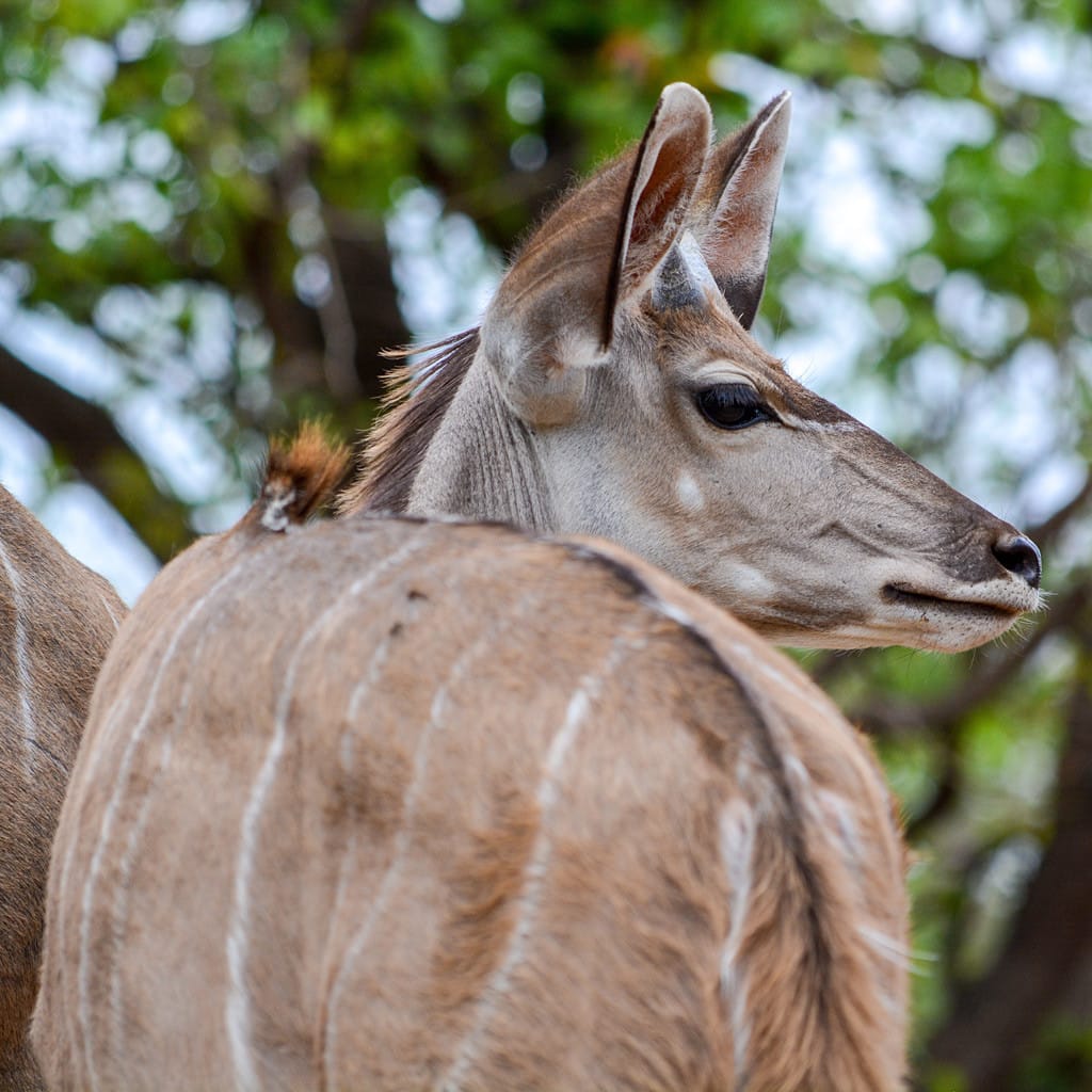 Eine Kudu Antilope beim Wandern in Südafrika