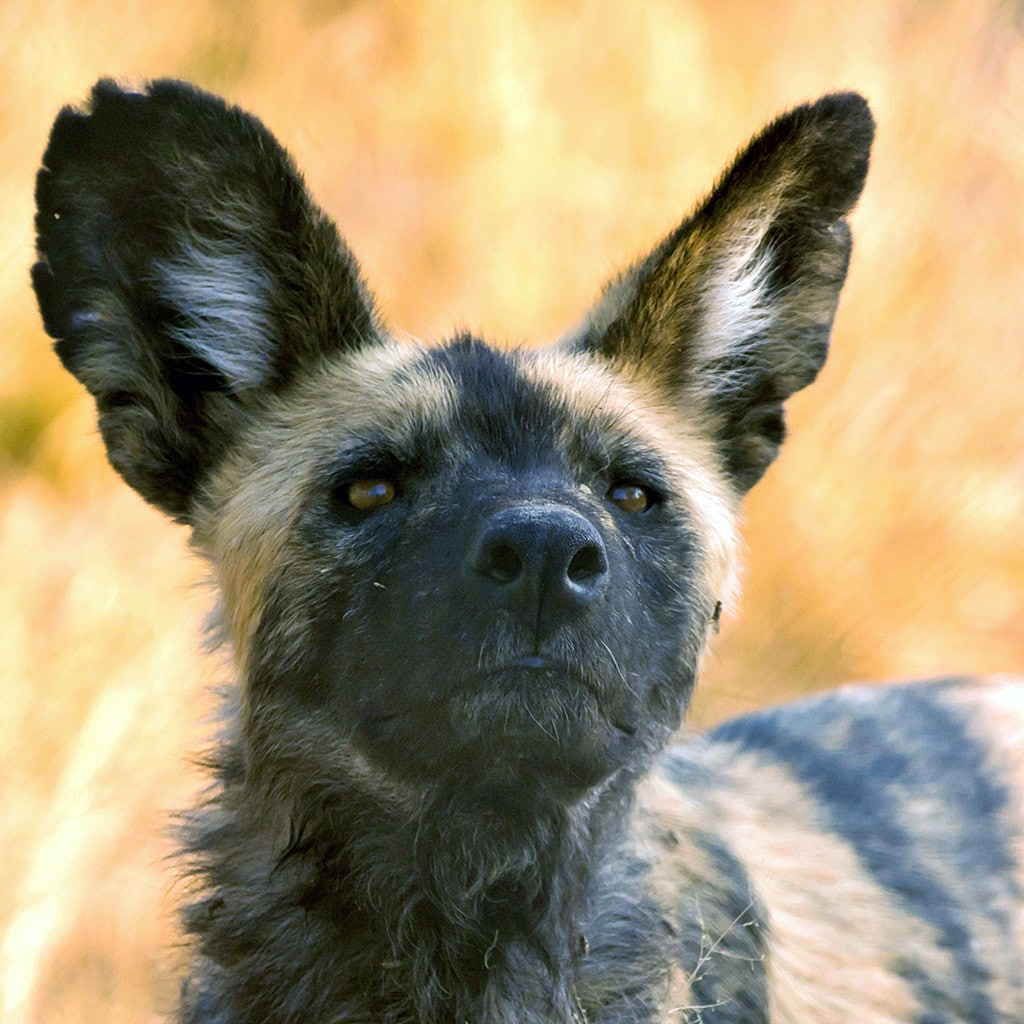 Afrikanischer Wildhund Botswana Camping Safari