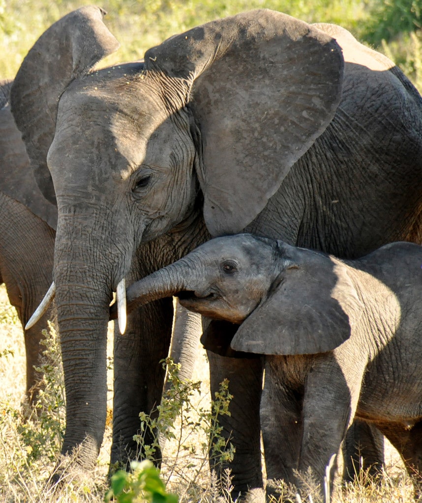 Botswana Safari Okavango Delta & Chobe Elefanten