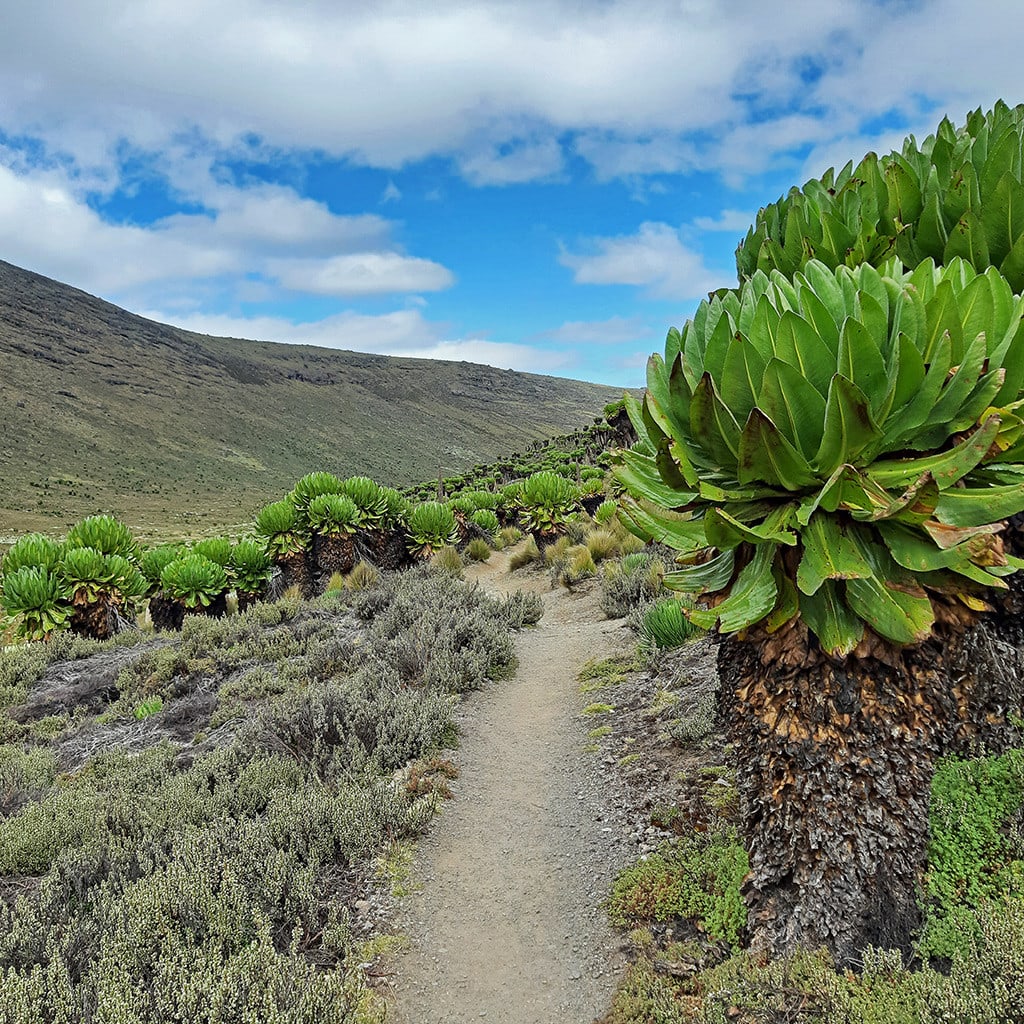 Das Mackinder's Valley auf dem Mt Kenia