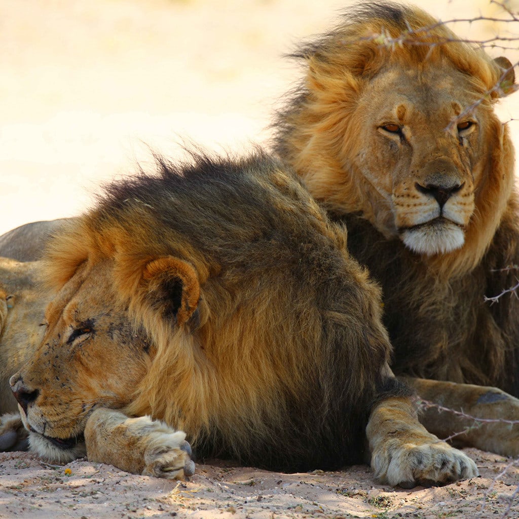 Deutschsprachige Botswana Safari Savuti Löwen