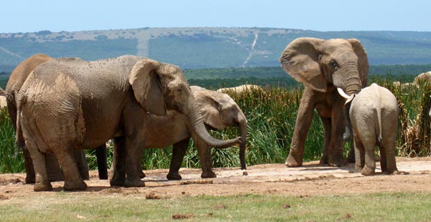 Elefanten Addo schönste Nationalparks Küste