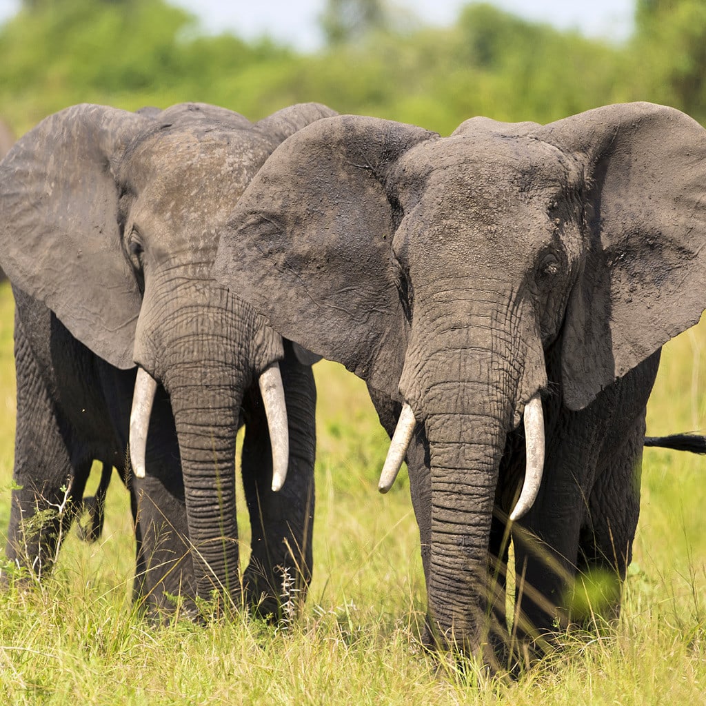 Zwei Elefanten Camping Reise Botswana