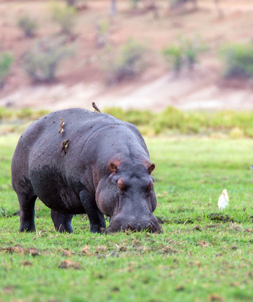 Flusspferd auf Botswana Highlights Safari