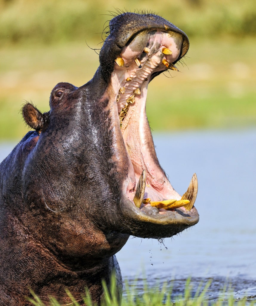 Flusspferd auf Pirschfahrt auf Campingreise in Botswana