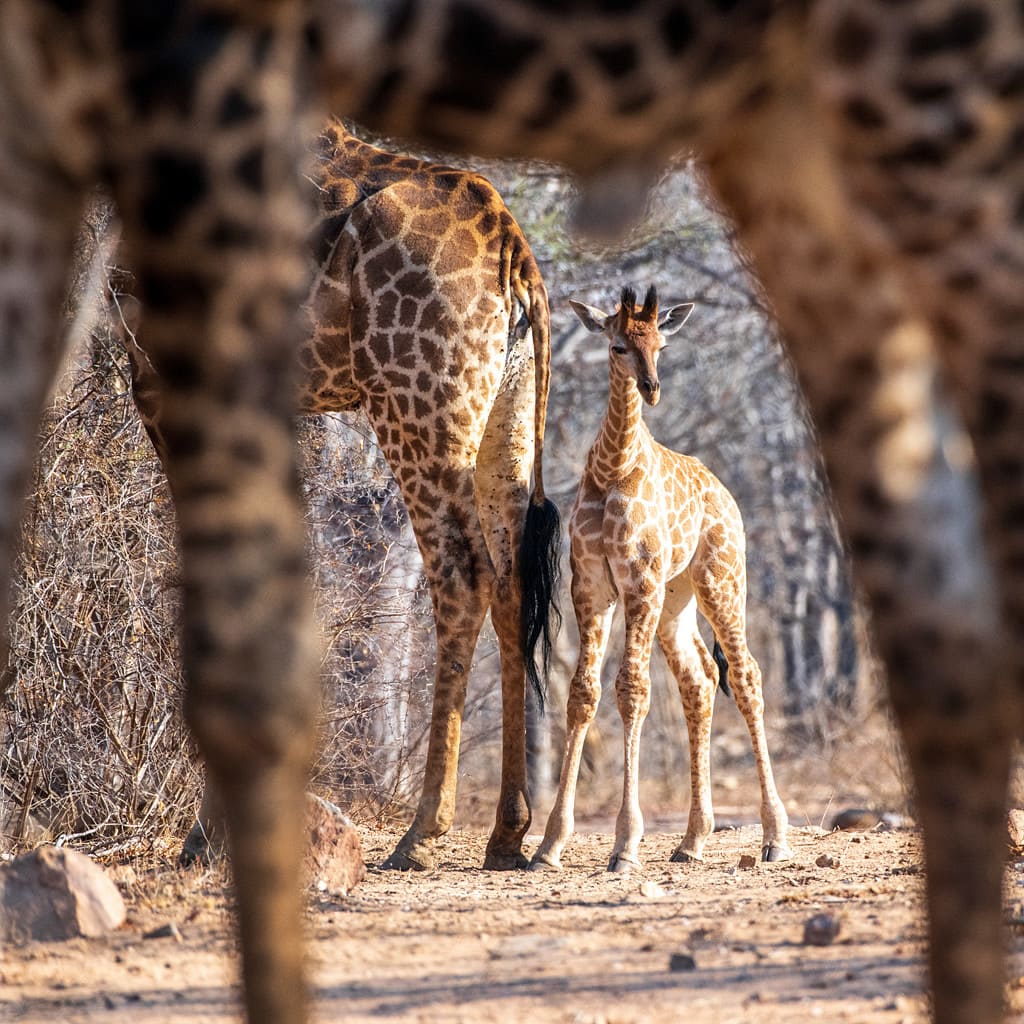 Gefuehrte Safari Suedafrika 2 Wochen