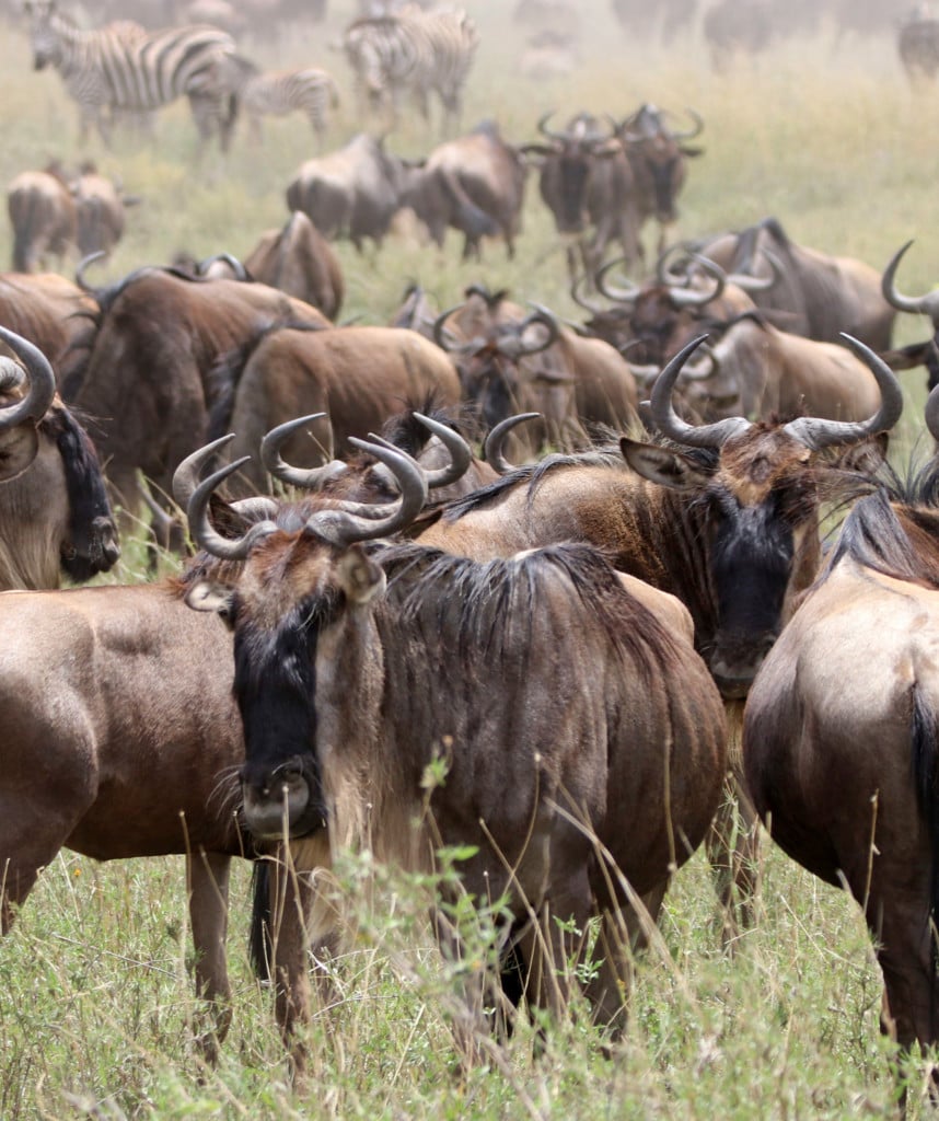 Gnuherde Kenia und Tansania Safari Great Migration
