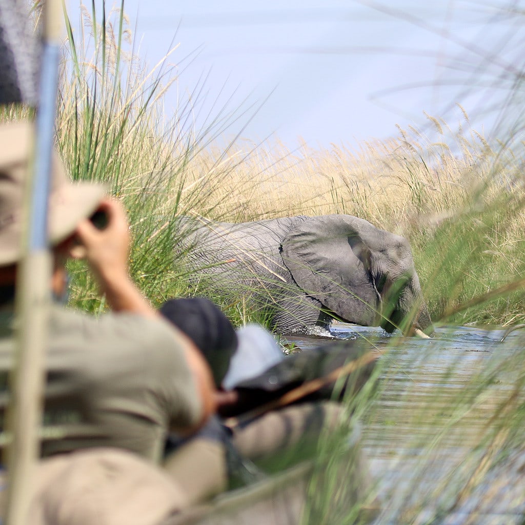 Elefant im Okavango Delta auf Namibia Botswana Victoria Falls