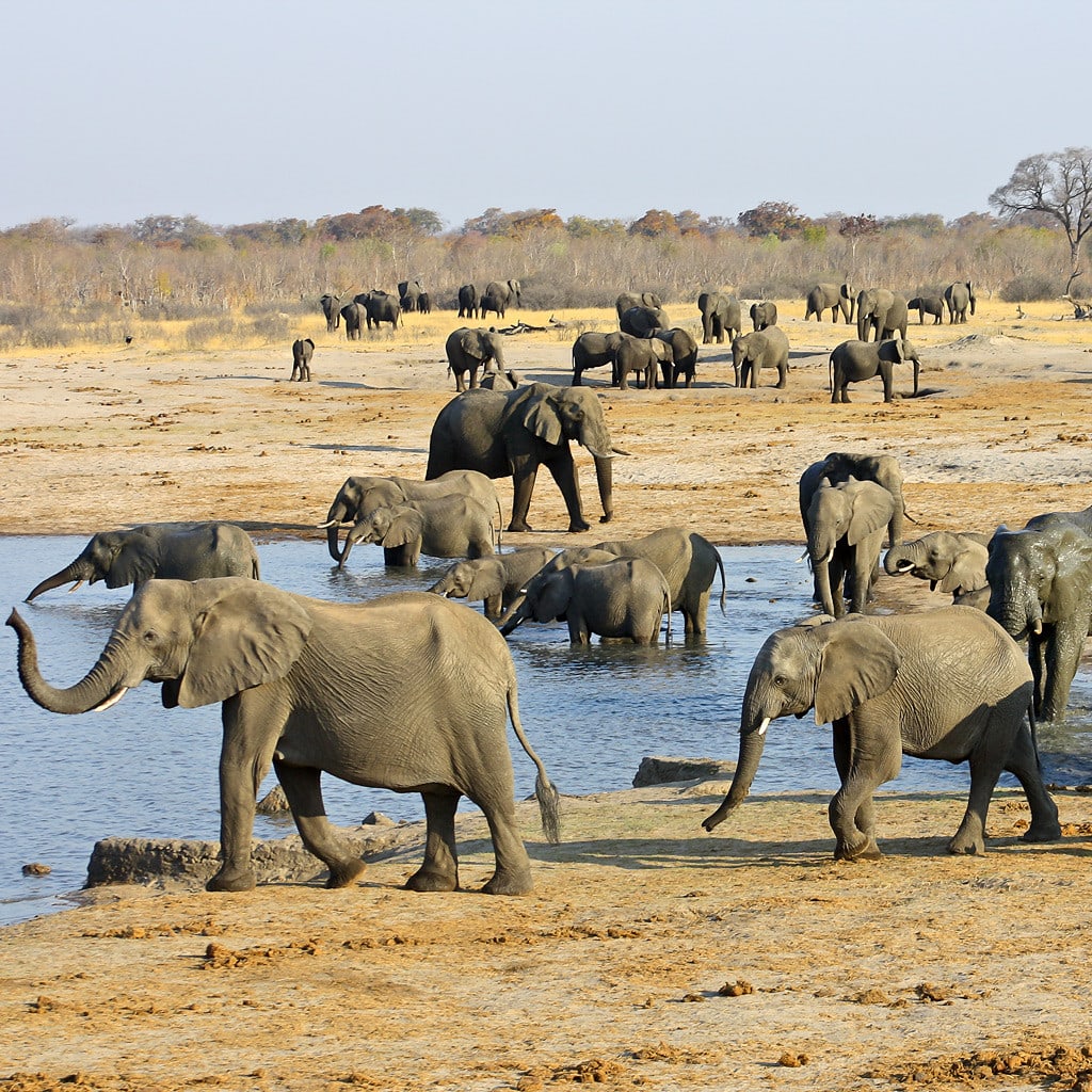 Große Elefantenherde am Wasserloch auf Rundreise in Simbabwe und Botswana