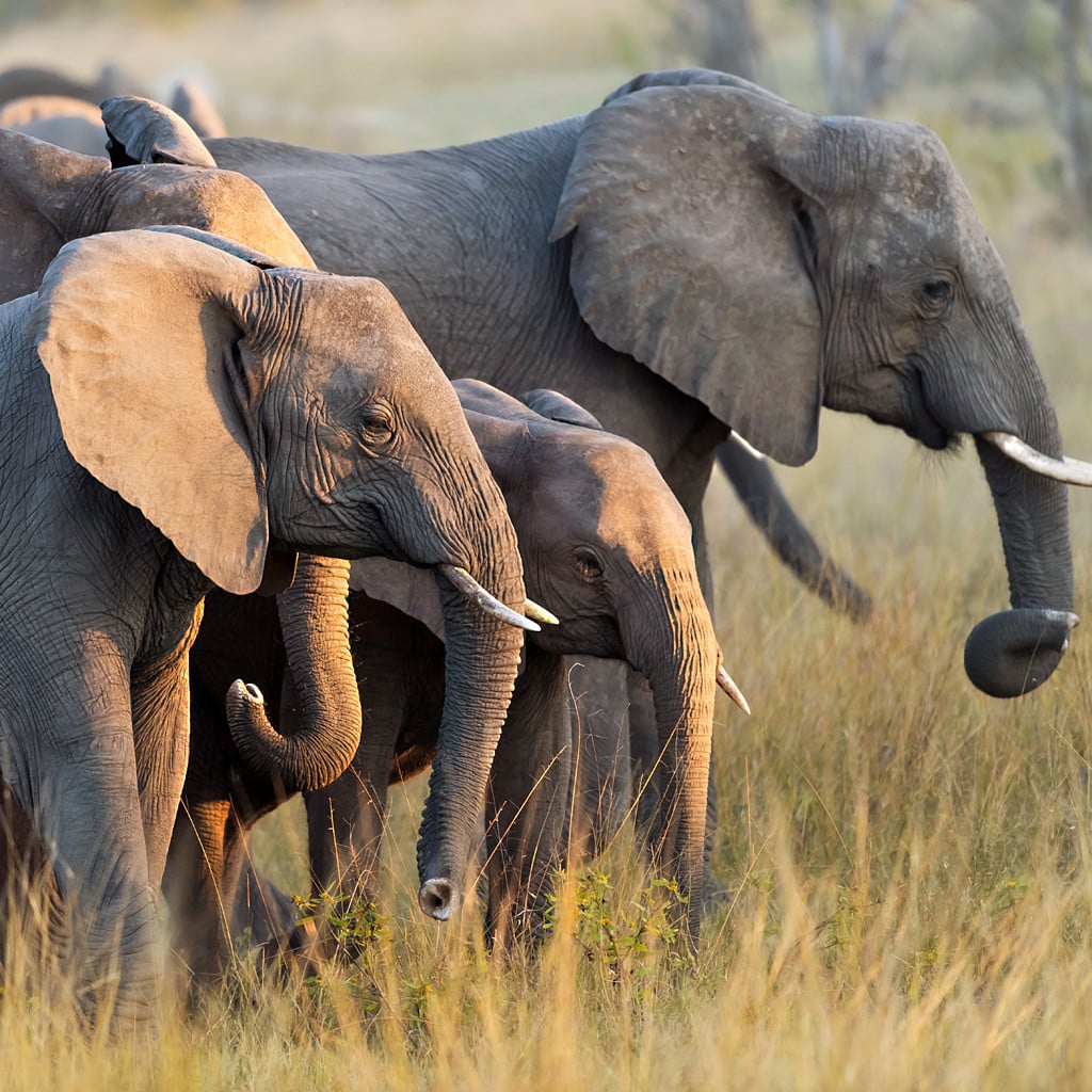 Elefantenherde Südafrika Botswana und Simbabwe