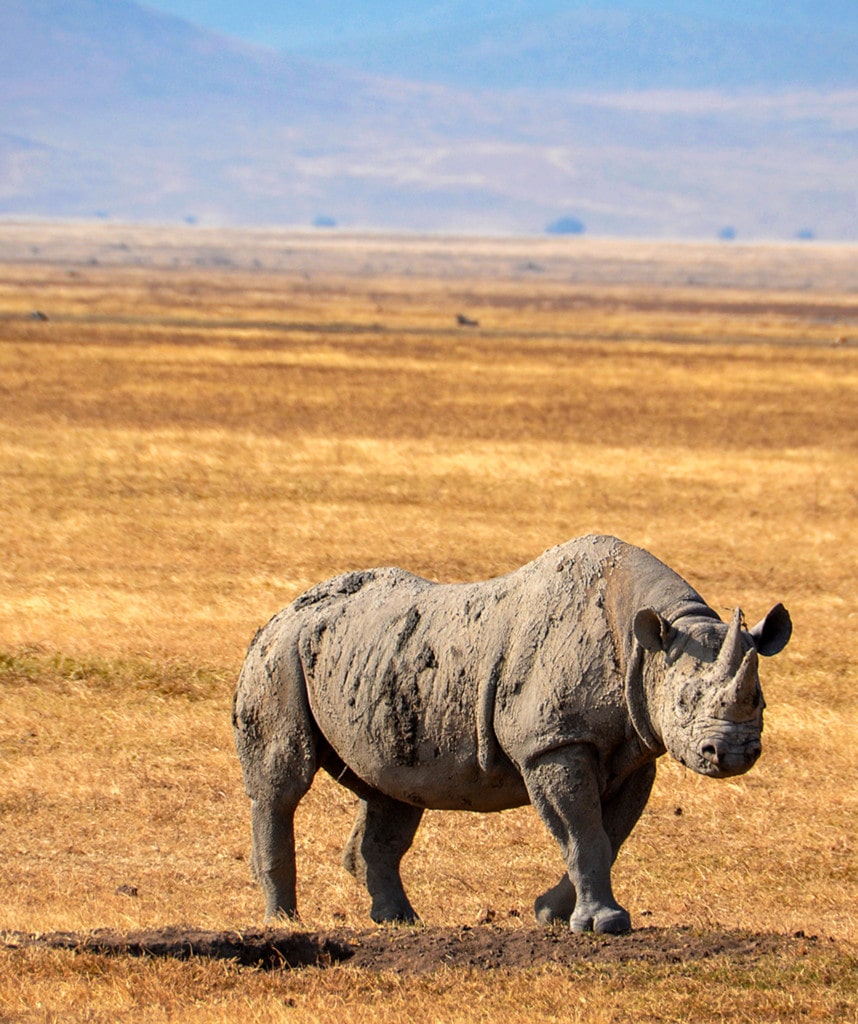 Nashornsichtung im Ngorongoro Krater auf Safari in Tansania