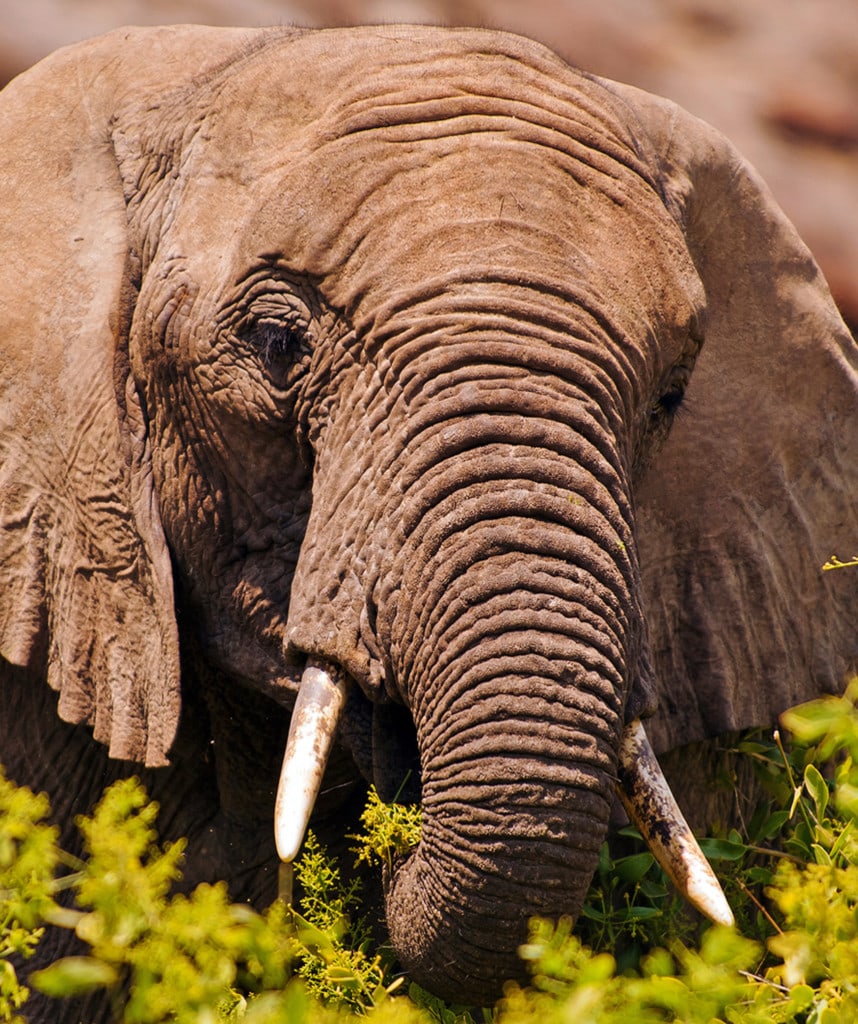 Elefant im Hoanib Valley Privatreise in Namibia