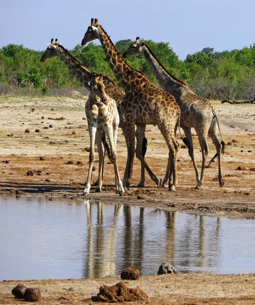 Giraffen im Hwange Nationalpark auf Rundreise durch Simbabwe und Botswana
