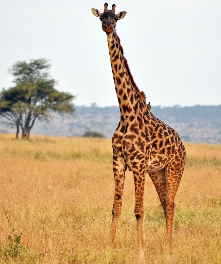 Giraffe Serengeti Camping Safari Kenia und Tansania