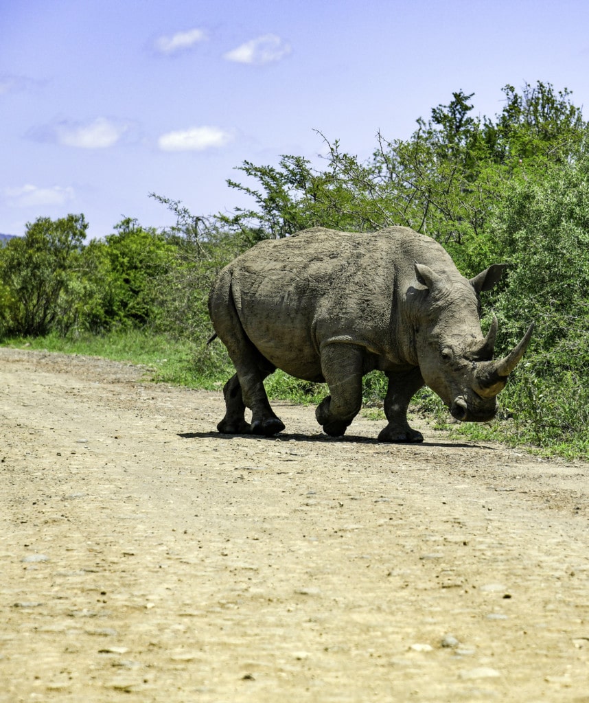 Nashorn im Hluhluwe-Imfolozi Park Wandern in Südafrika