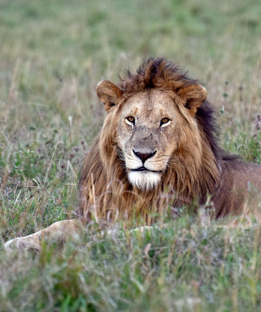 Männlicher Löwe Big Five auf Flugsafari in Kenia