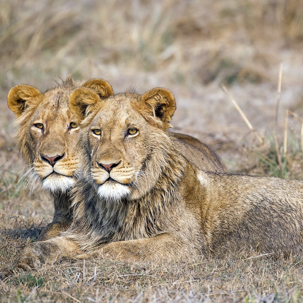 Löwen liegen im Gras Sambia Safari