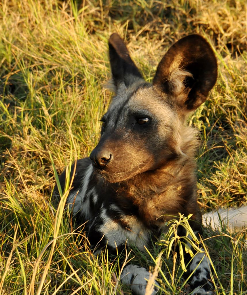 Moremi Game Reserve Afrikanischer Wildhund