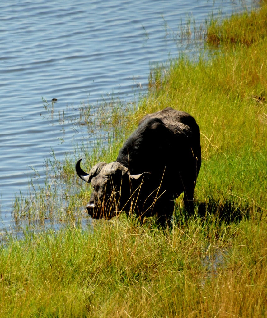 Büffel im Moremi Game Reserve Selbstfahrerreise in Botswana