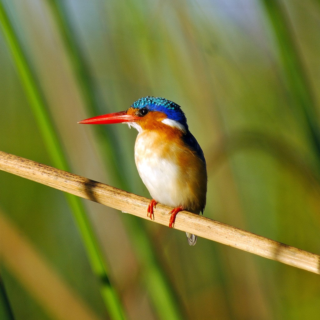 King Fisher Vogel Privatsafari Namibia und Botswana