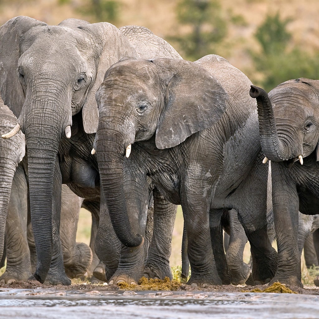 Elefantenherde im Etosha Nationalpark Camping Safari Namibia