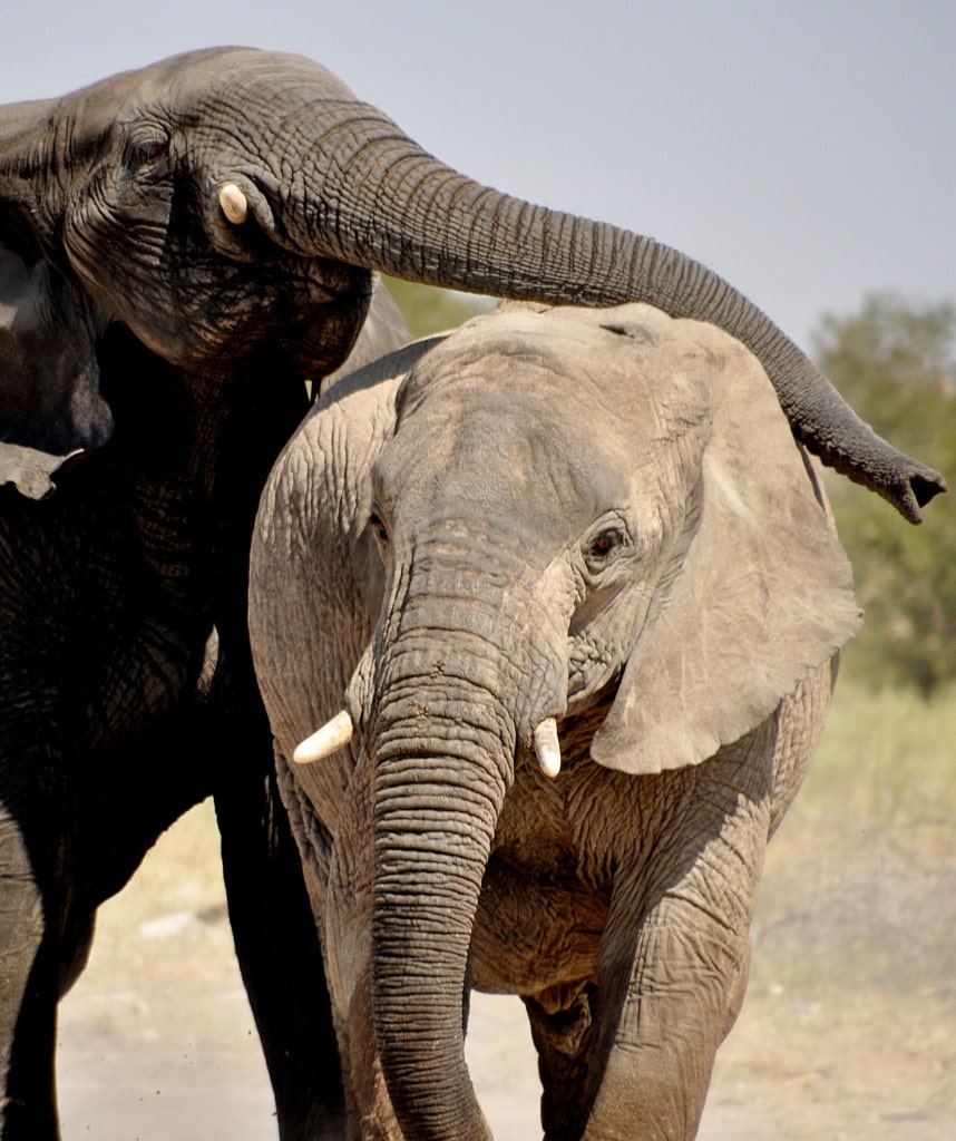 Namibia Reise Etosha Nationalpark