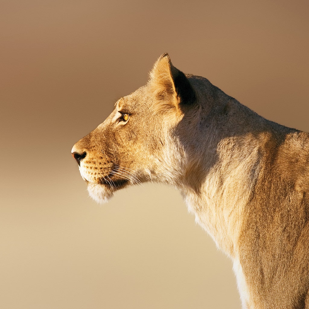 Reise Kapstadt Victoria Falls Overland