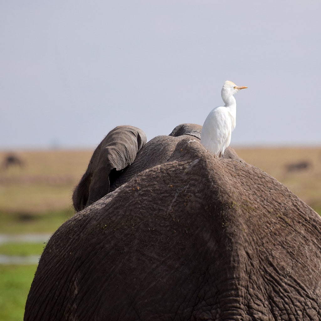 Kenia Tansania Safari Elefantenrücken