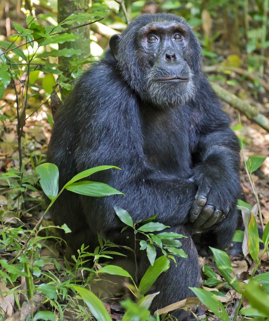 Schimpansen Uganda Reisen
