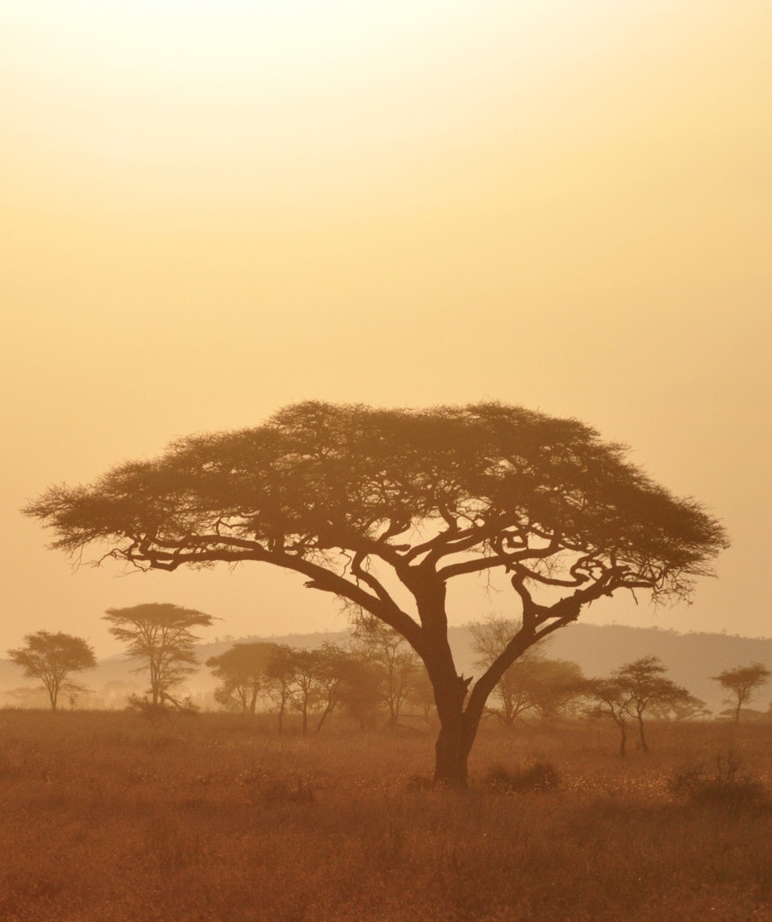 Sonnenuntergang und Akazie in der Serengeti auf Zeltreise durch Tansania