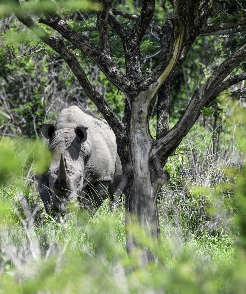 Safaris Simbabwe Matobo Nationalpark