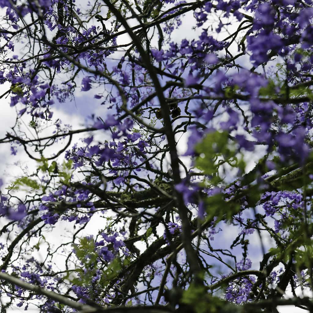 Blühender Baum Wanderreise in den Drakensbergen
