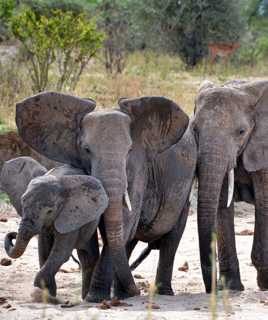 Tansania Safari Tarangire Nationalpark