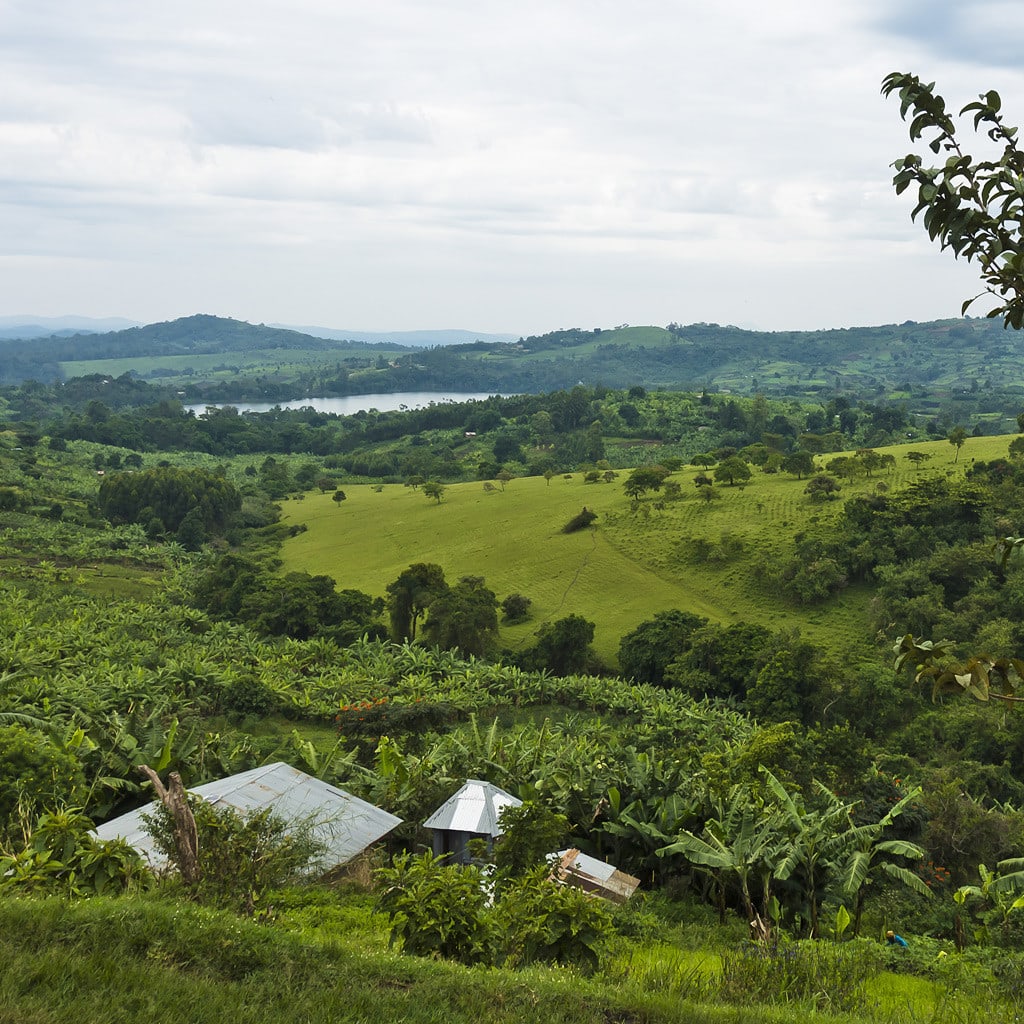 Uganda Gorilla Safari