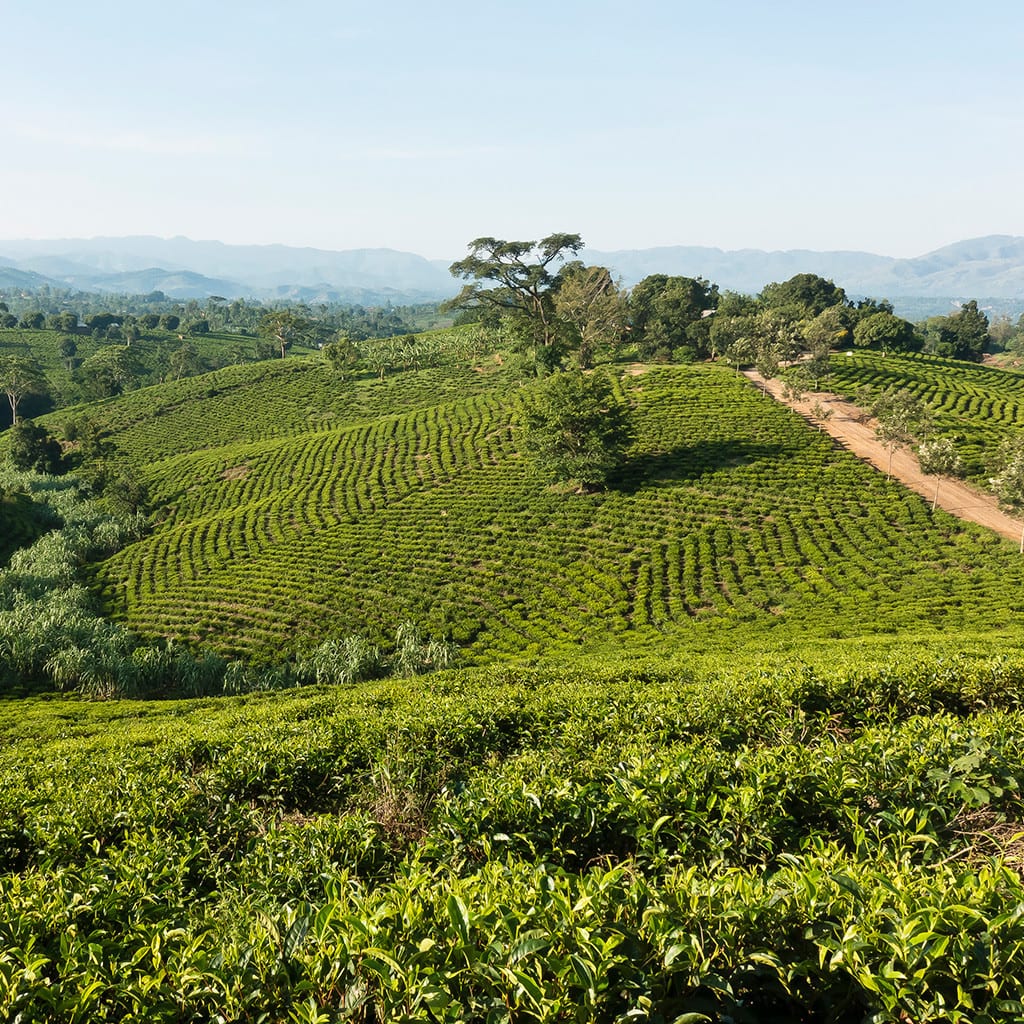 Uganda Rundreise Gefuehrt