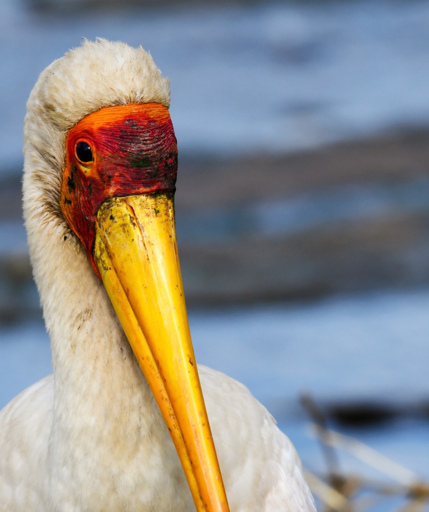 Storch Uganda Gorilla Safari Lake Mburo