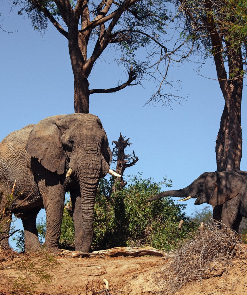 Wüstenelefanten Damaraland Namibia