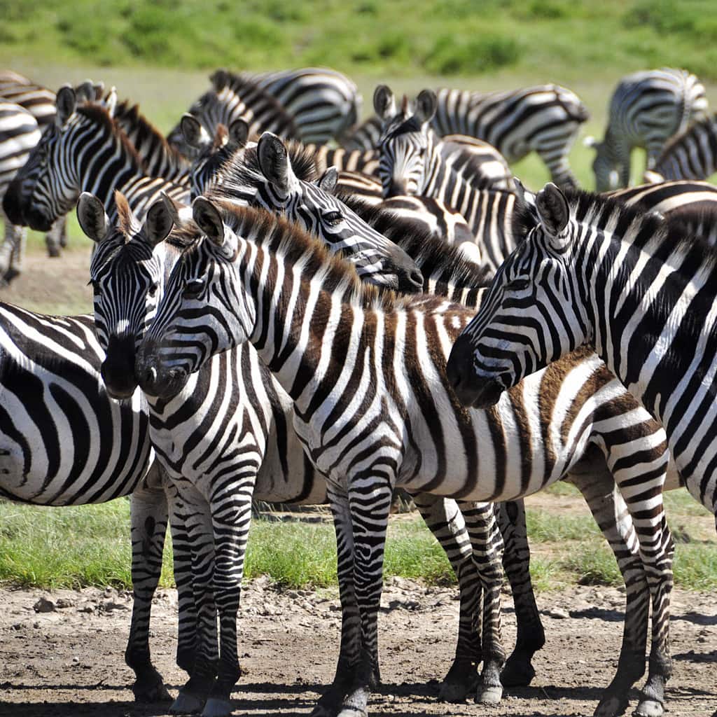 Zebraherde auf Campingreise in Kenia und Tansania