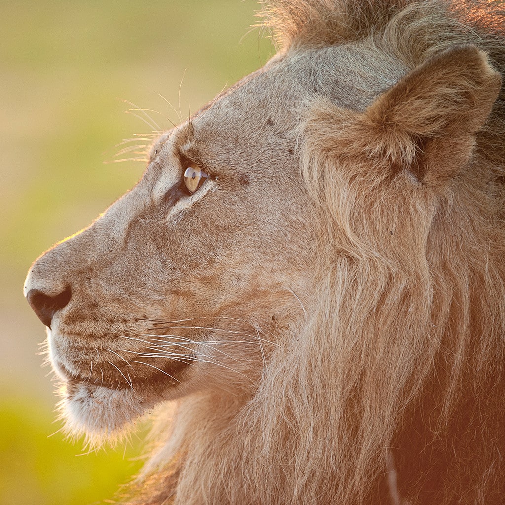 Botswana Safari Kleingruppe