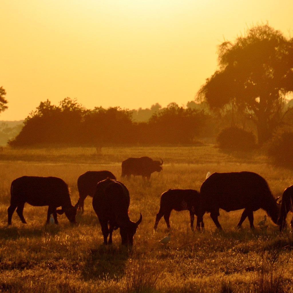Deutschsprachige Botswana Safari Sonnenuntergang
